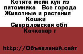 Котята мейн-кун из питомника - Все города Животные и растения » Кошки   . Свердловская обл.,Качканар г.